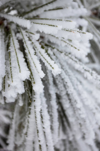 istock Frosty Morning Newberry National Volcanic Monument 1498473419