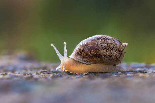 istock snail close up in the morning light 1498473422