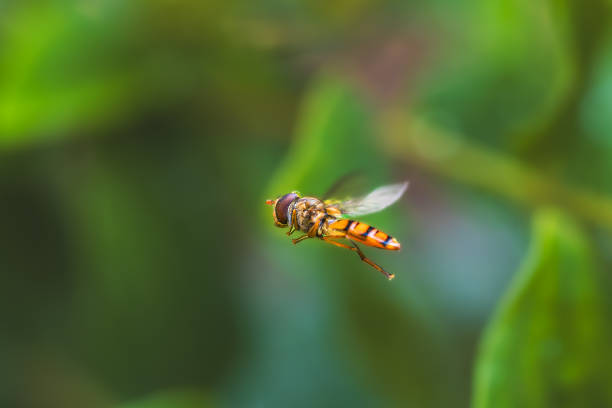 wasp in close up
