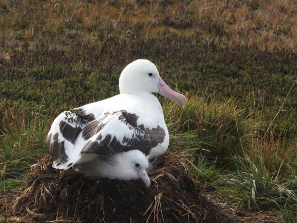 albatros wędrowny z pisklęciem gniazdującym na trawiastych bagnach na subantarktycznej wyspie marion w afryce południowej - blom zdjęcia i obrazy z banku zdjęć