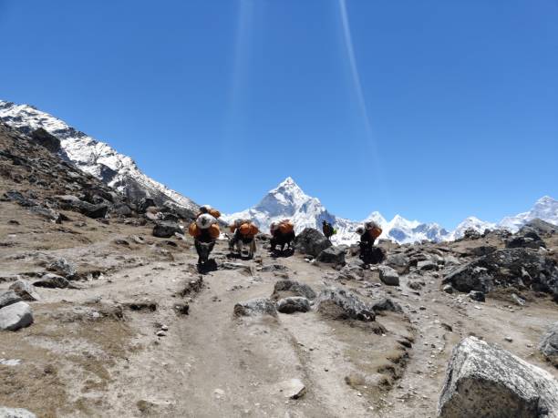 istock Domesticated Yak in Tibet on Everest Base Camp trek 1498473799
