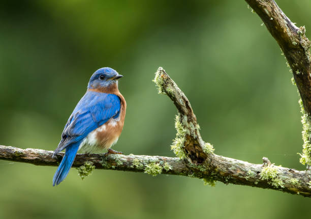 istock Eastern Bluebird, Sialia sialis bermudensis 1498474638