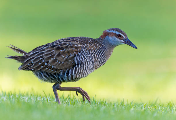 istock Buff-banded Rail, Hypotaenidia philippensis assimilis 1498474821