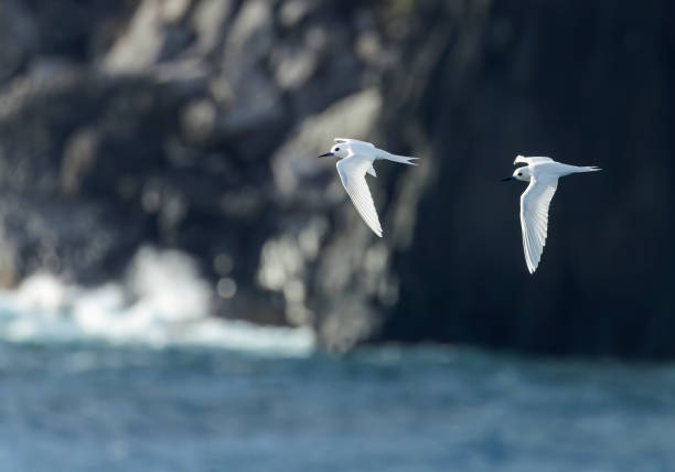 istock Indo-pacific White tern, Gygis (alba) candida 1498474849