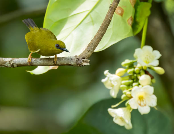 istock Dark-eyed White-eye, Zosterops tetiparius tetiparius 1498474898