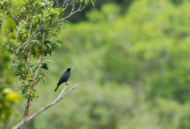 istock Barred cuckooshrike, Coracina lineata ombriosa 1498474904