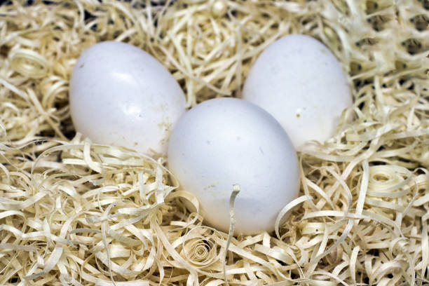 istock white farm eggs in a nest 1498474953