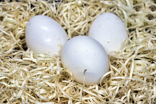 white farm eggs in a nest of wood shavings