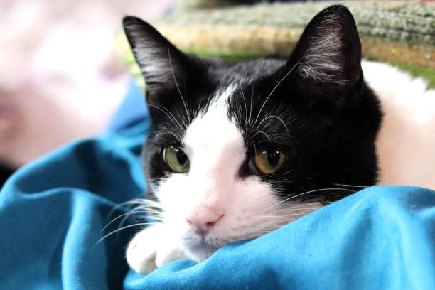 istock tuxedo cat lying down and adorable look 1498475017