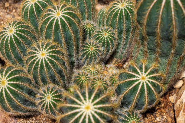 Free Stock Photo of Cluster of Cactus Plants Growing in Soil | Download ...