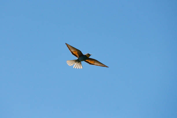 istock Merops apiaster (bee-eater) flying against the light and blue background in the Gainaes lagoon, Spain 1498476149
