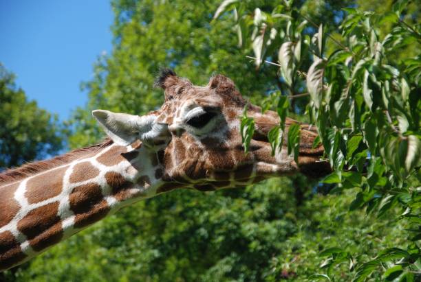 istock Closeup shot of a spotted giraffe chewing on a tree branch 1498476614