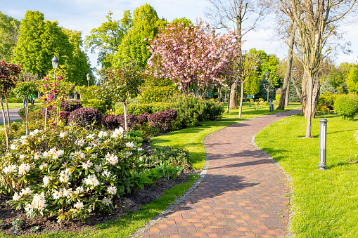 Paved with paving slabs, the garden path passes through the spring city park with blooming azaleas and sakura, a trimmed green lawn with curly bushes.