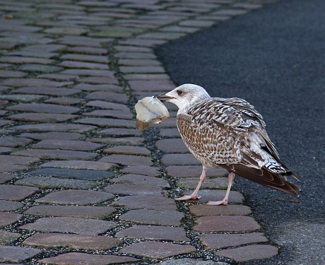 Seagull in Niendorfer Hafen, Timmendorfer Strand, Schleswig-Holstein