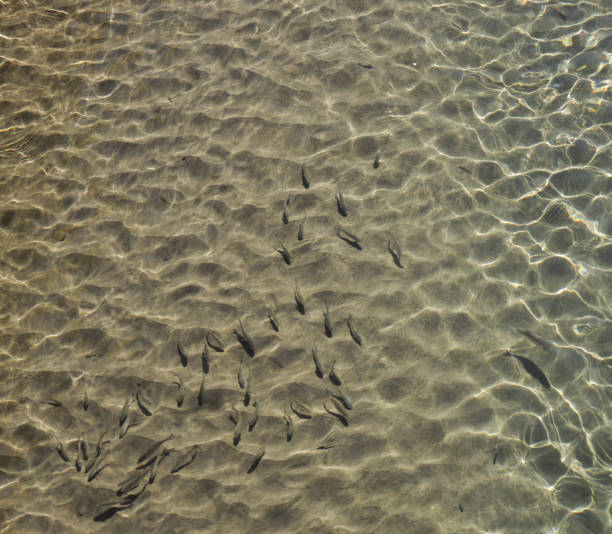 istock School of fish in crystal clear water 1498478308