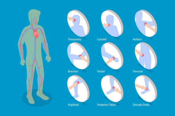 3D Isometric Flat Vector Conceptual Illustration of Major Arteries And Pulse Points 3D Isometric Flat Vector Conceptual Illustration of Major Arteries And Pulse Points, Cardiovascular System pain points stock illustrations