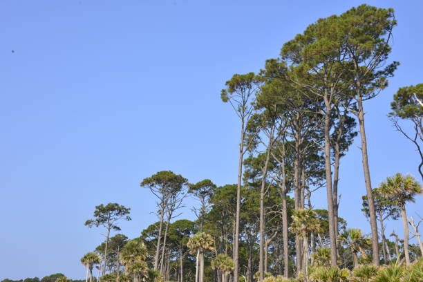 istock Tall Pines Mixed With Palm Trees Against Blue Sky 1498478916