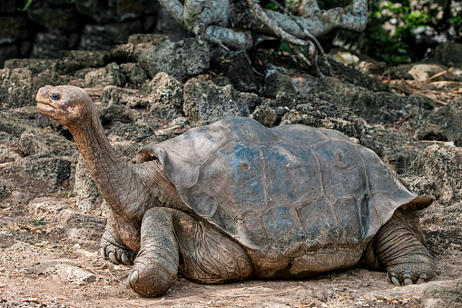 Lonesome George,  c. 1910  June 24, 2012, male Pinta Island tortoise, Chelonoidis niger abingdonii,  and the last known individual of the subspecies. Pinta giant tortoise, Abingdon Island tortoise, or Abingdon Island giant tortoise. Galapagos Islands National Park, Charles Darwin Research Station. Santa Cruz Island.