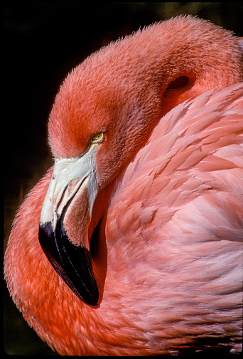 The American flamingo (Phoenicopterus ruber) is a large species of flamingo closely related to the greater flamingo and Chilean flamingo native to the neotropics.  Ecuador; Galapagos Islands National Park. Rabida Island