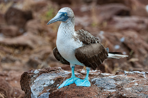 The Blue-footed booby (Sula nebouxil) is endemic to the Galapagos. It is a marine bird that is easily recognized by its bright blue feet. Photo taken at Punta Suarez on Espanola Island in the Galapagos