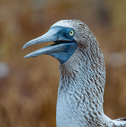 Blue-footed Booby, Sula nebouxii, North Seymour, Galapagos Islands, Ecuador. Displaying. Courtship.