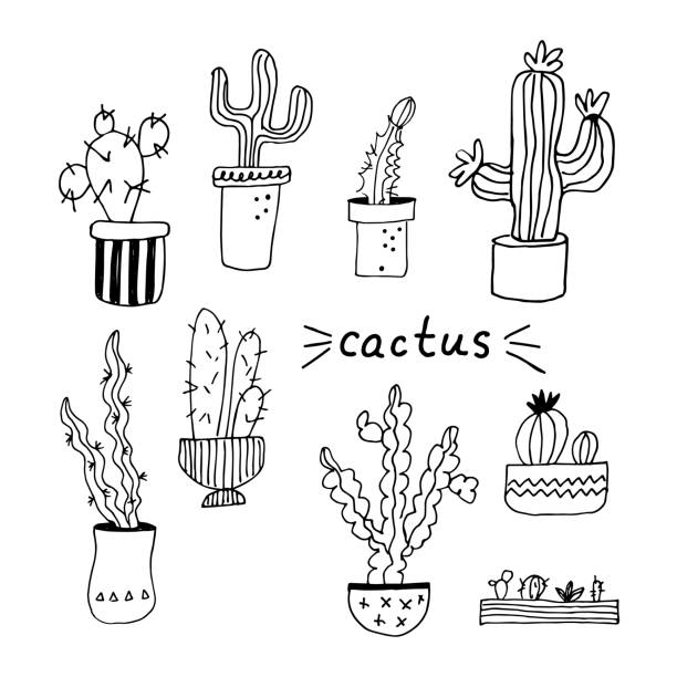 ilustrações de stock, clip art, desenhos animados e ícones de cacti different types vector doodle illustration hand drawn. cactus home plant minimal style with lettering design element for flower shop, poster, background, template, card, logo - claret cup cactus illustrations