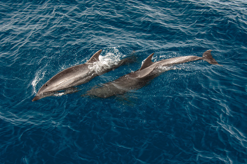The common bottlenose dolphin or Atlantic bottlenose dolphin (Tursiops truncatus) is a wide-ranging marine mammal of the family Delphinidae.  Roca Redondo, Ecuador; Galapagos Islands;  Galapagos Islands National Park. Swimming.