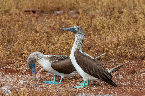 Blue-footed Booby, Sula nebouxii, North Seymour, Galapagos Islands, Ecuador. Displaying male and female birds. Courtship