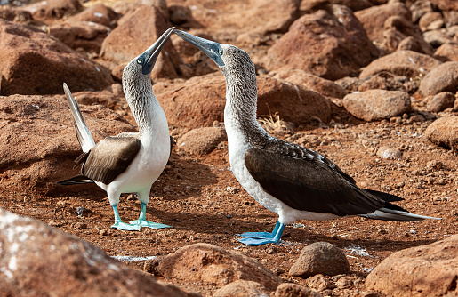 Blue-footed Booby, Sula nebouxii, North Seymour, Galapagos Islands, Ecuador. Displaying male and female birds. Courtship