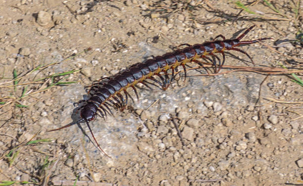 Scolopendra galapagoensis, also known as the Galapagos centipede and Darwin's goliath centipede, is species of very large centipede in the family Scolopendridae. Ecuador. Galapagos Islands National Park. San Cristobal Island. Chilopoda,  \tScolopendromorpha,  \tScolopendridae.
