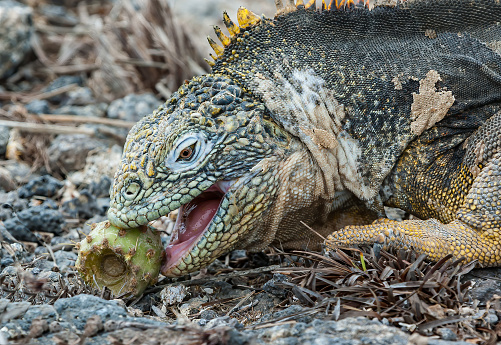 The Galápagos land iguana (Conolophus subcristatus) is a very large species of lizard in the family Iguanidae.  South Plaza Island, Ecuador. Galapagos Islands National Park. Eating.