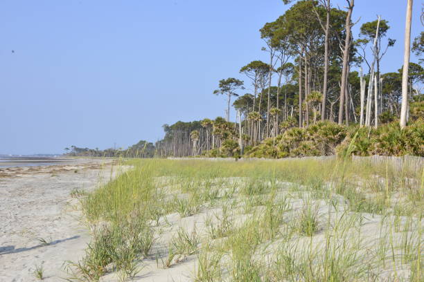 istock Sand Dunes Covered In Grass Against Trees 1498479295