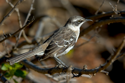 Northern Mockingbird profile