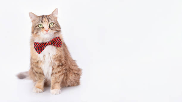 istock Beautiful funny Kitten with a red bow tie. Cat posing at camera. Animal theme 1498479615