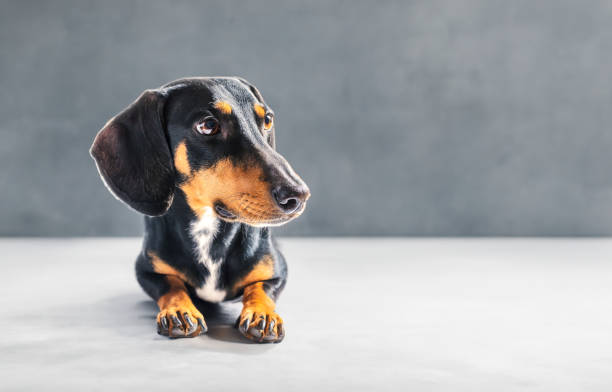 istock portrait dachshund dog on floor 1498479923