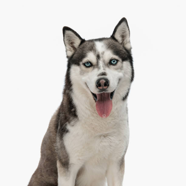 istock adorable husky sitting, sticking out tongue and looking forward 1498480052