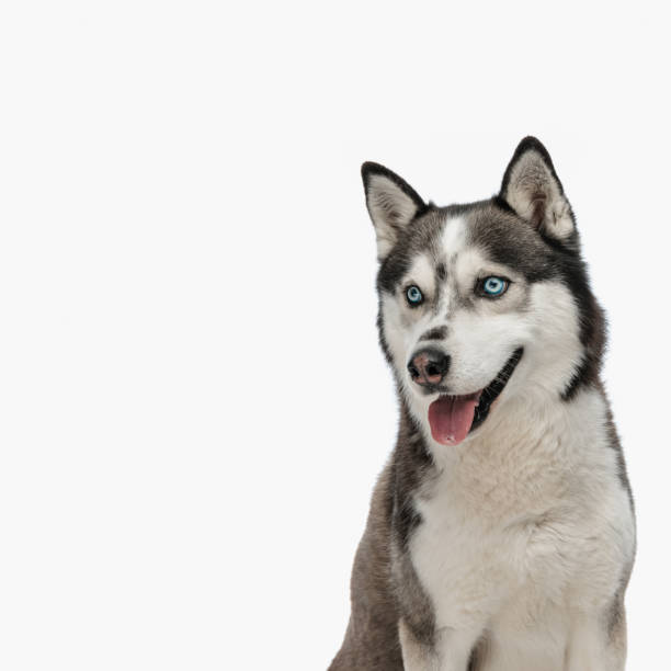 istock cute husky looking away and sticking out tongue while sitting 1498480059
