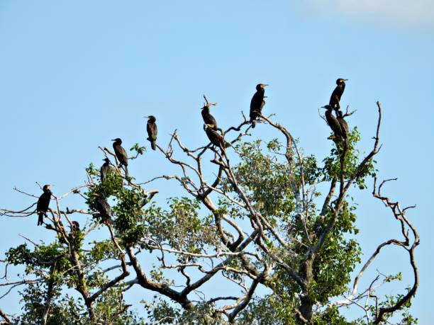 istock Colony of cormorants 1498480123