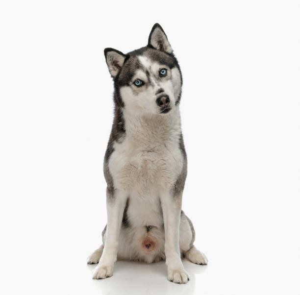 istock sweet little husky dog looking forward and sitting 1498480134