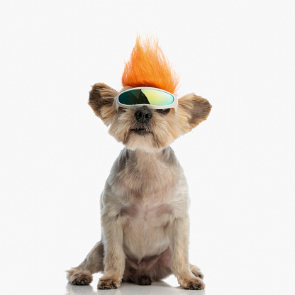 sweet small yorkshire terrier dog with punk wig and snow glasses sitting in front of white background