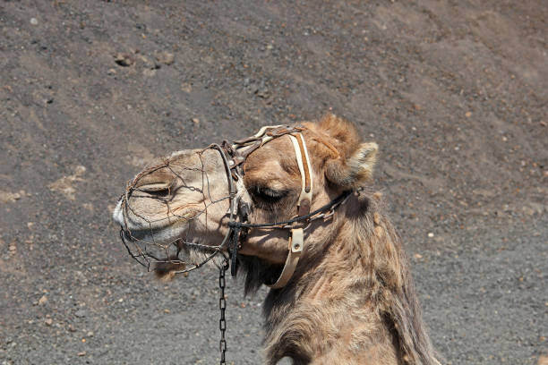 resting touristic camelcade on Lanzarote of the Canary islands