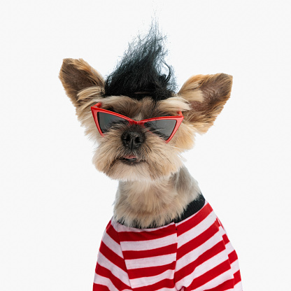 adorale yorkshire terrier puppy with cool wig keeping his teen spirit alive on white background