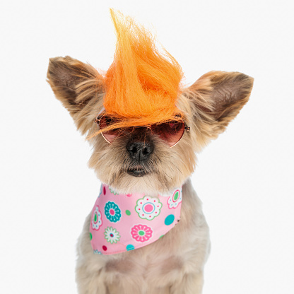 portrait of cool yorkshire terrier dog wearing crazy wig, sunglasses and pink bandana keeping his teen spirit on white background