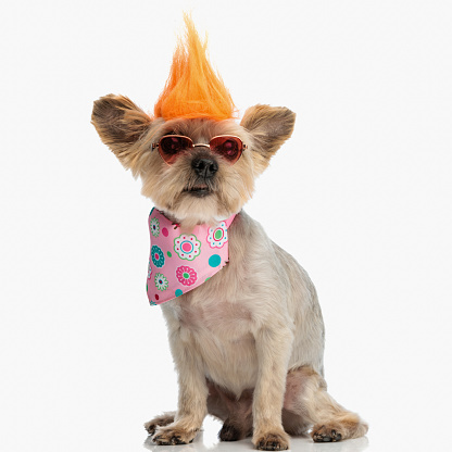 adorable yorkshire terrier dog with punk wig and sunglasses sitting in front of white background