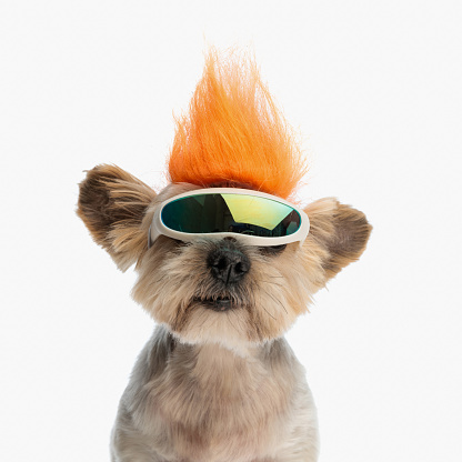 funny yorkshire terrier wearing crazy punk wig and glasses, sitting in front of white background in studio