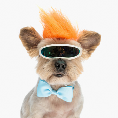 portrait of adorable yorkie puppy with crazy wig, bowtie and snow glasses keeping his teen spirit on white background