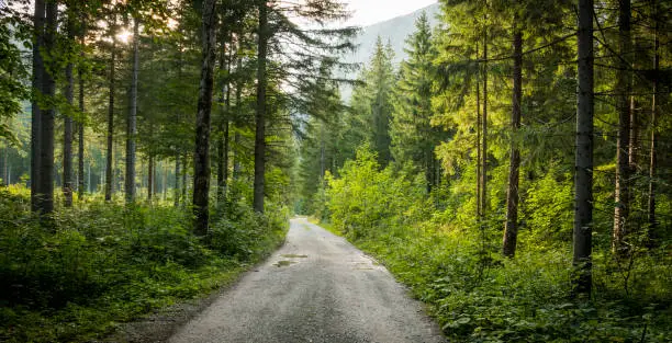 View on a gravel road ( gravelroad) in the Austrian alps. At both sides of the road are pine trees and other bushes green foliage. Wild nature, feeling of freedom.