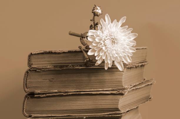 istock Stack of very old books and white flower. 1498481139