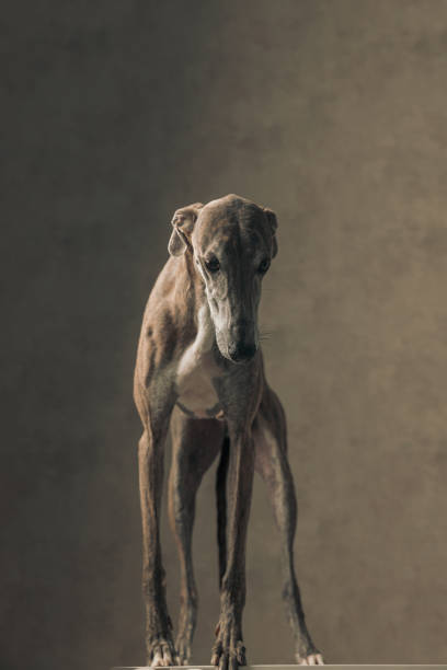 istock cute greyhound hunting dog with long legs looking down and standing 1498481243