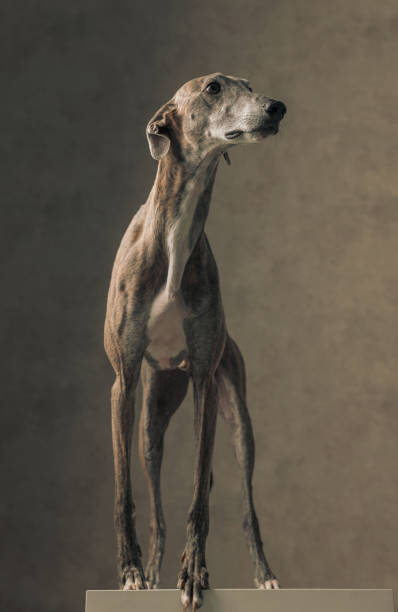 istock curious english greyhound dog standing and looking to side 1498481278